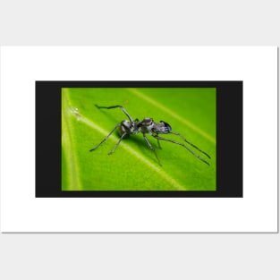 Unique and organic photo of an ant mimic spider Posters and Art